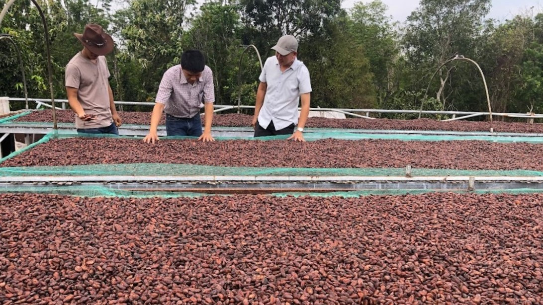 Nhiệt lượng tạo ra từ quá trình đốt biochar được sử dụng để sấy hạt ca-cao.