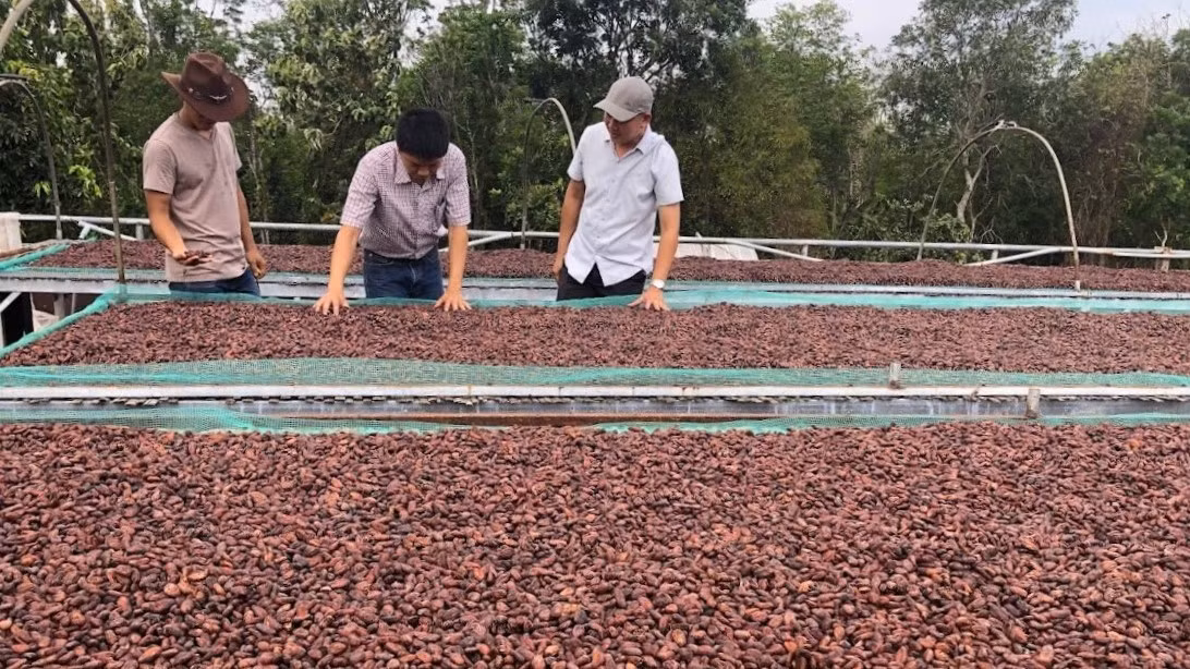 Nhiệt lượng tạo ra từ quá trình đốt biochar được sử dụng để sấy hạt ca-cao.