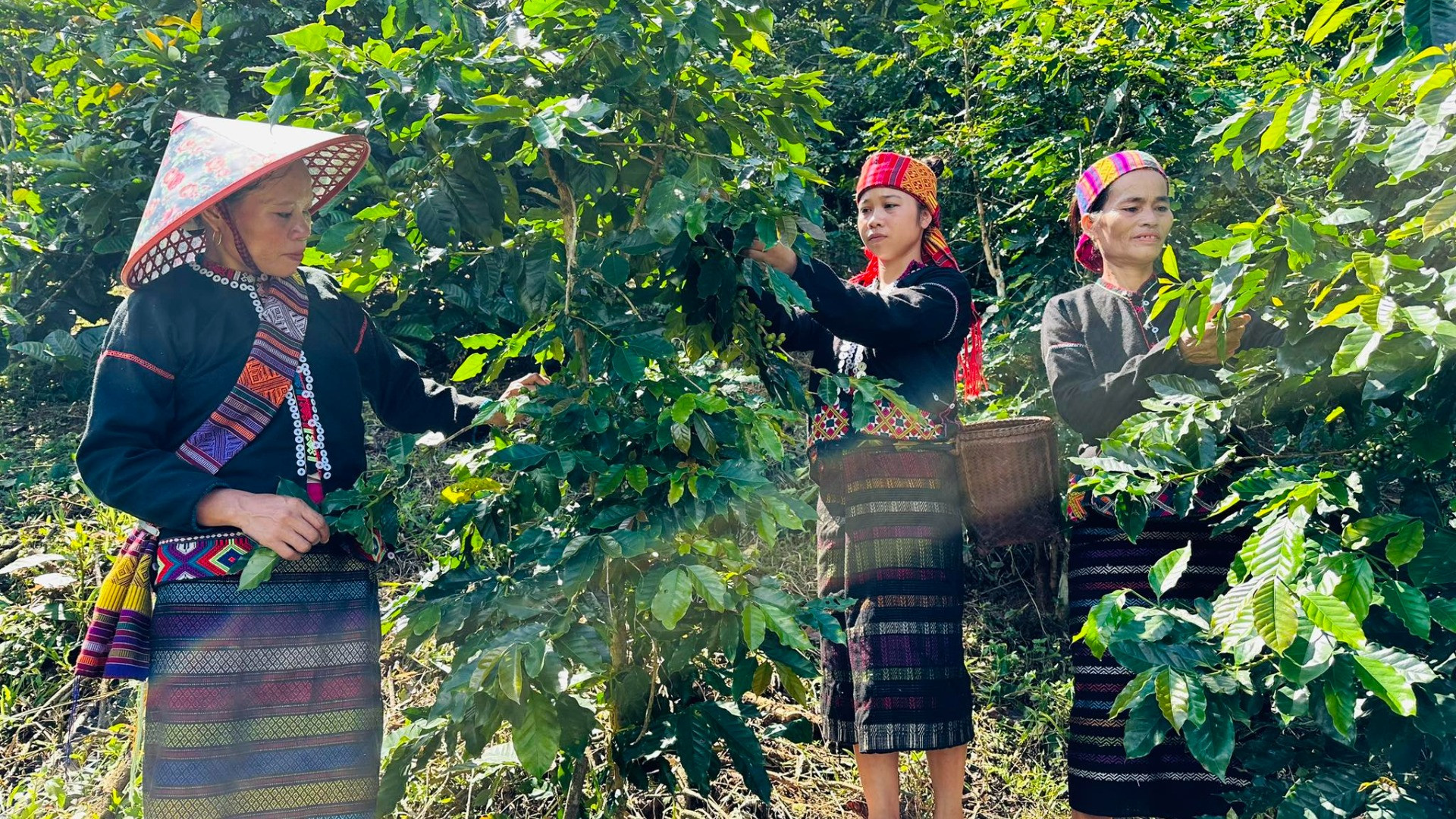 Dự án góp phần giúp chị em phụ nữ Vân Kiều tăng cường thu nhập và nâng cao vị thế của mình trong gia đình và cộng đồng.