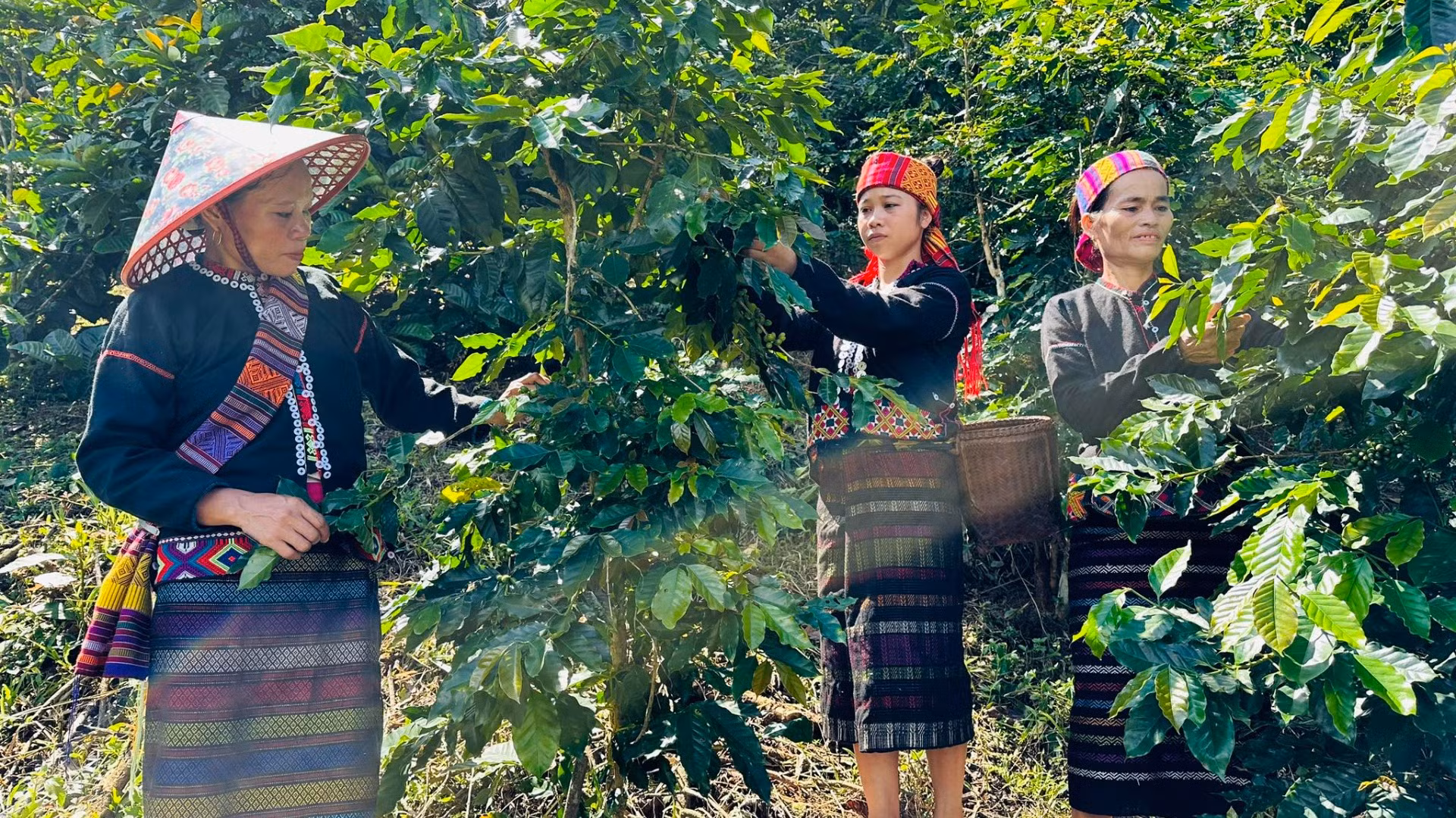 Dự án góp phần giúp chị em phụ nữ Vân Kiều tăng cường thu nhập và nâng cao vị thế của mình trong gia đình và cộng đồng.