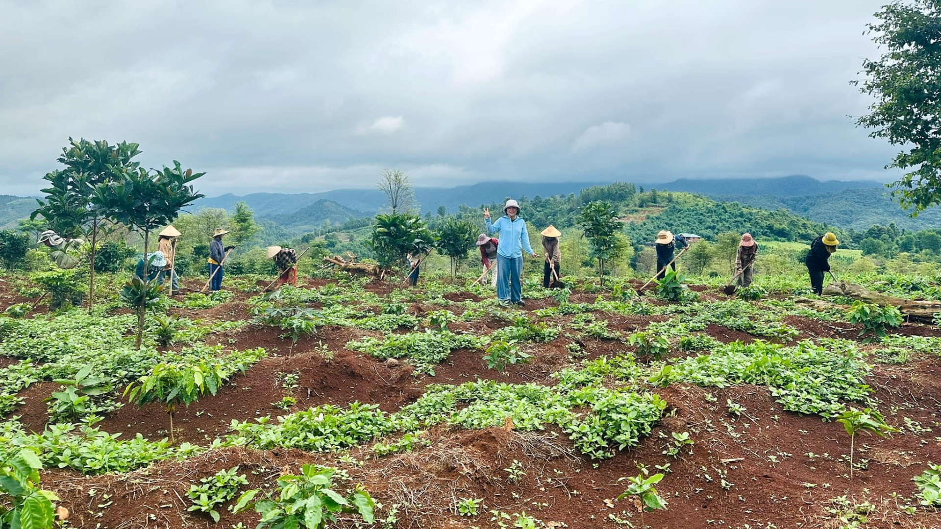 Những vườn cà-phê được cải tạo, chuyển đổi thành các khu vườn đa dạng sinh học.
