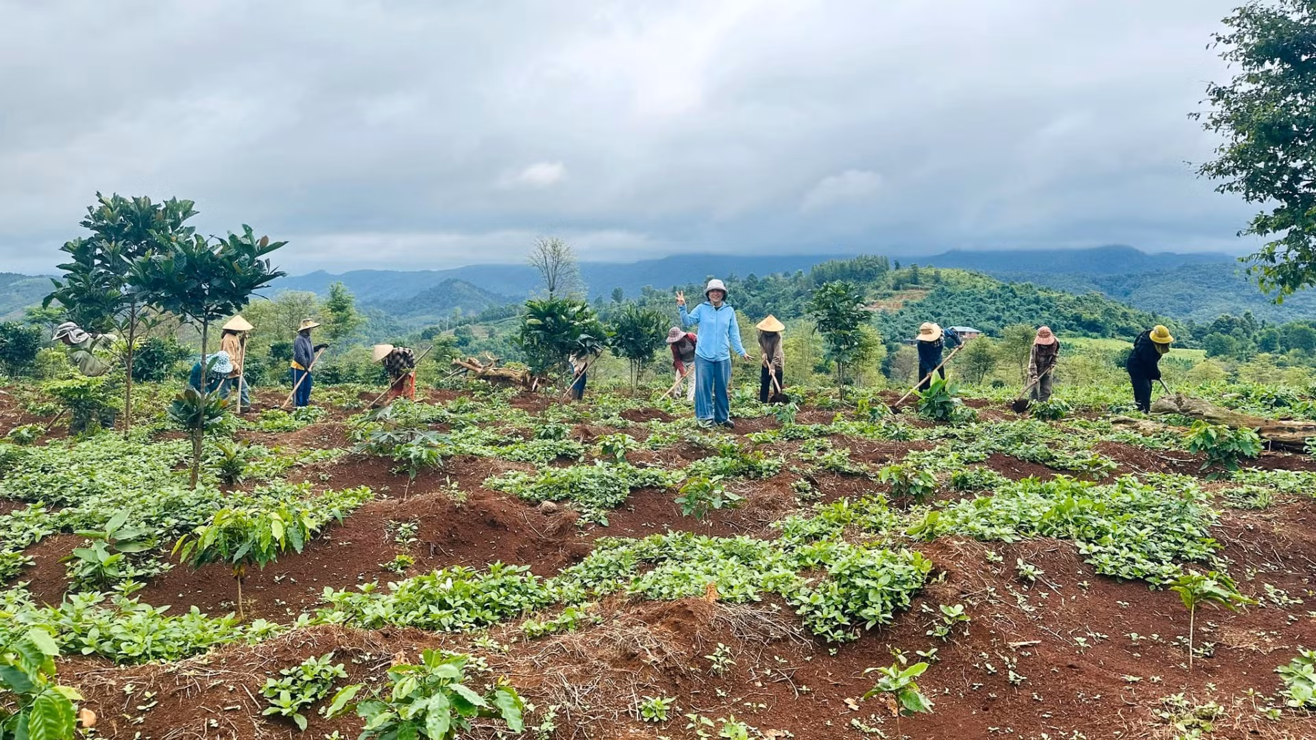 Những vườn cà-phê được cải tạo, chuyển đổi thành các khu vườn đa dạng sinh học.