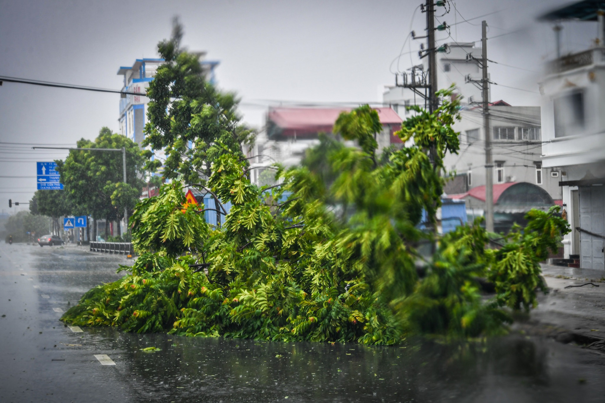Cây xanh gãy đổ trên đường phố Cẩm Phả.