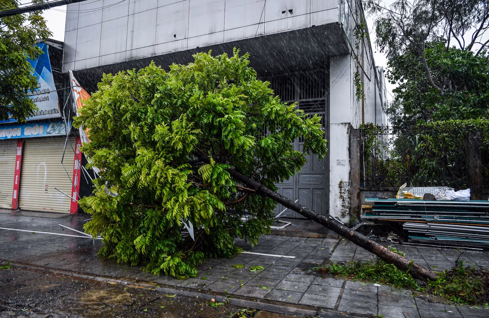 Cây xanh gãy đổ trên đường phố Cẩm Phả. 