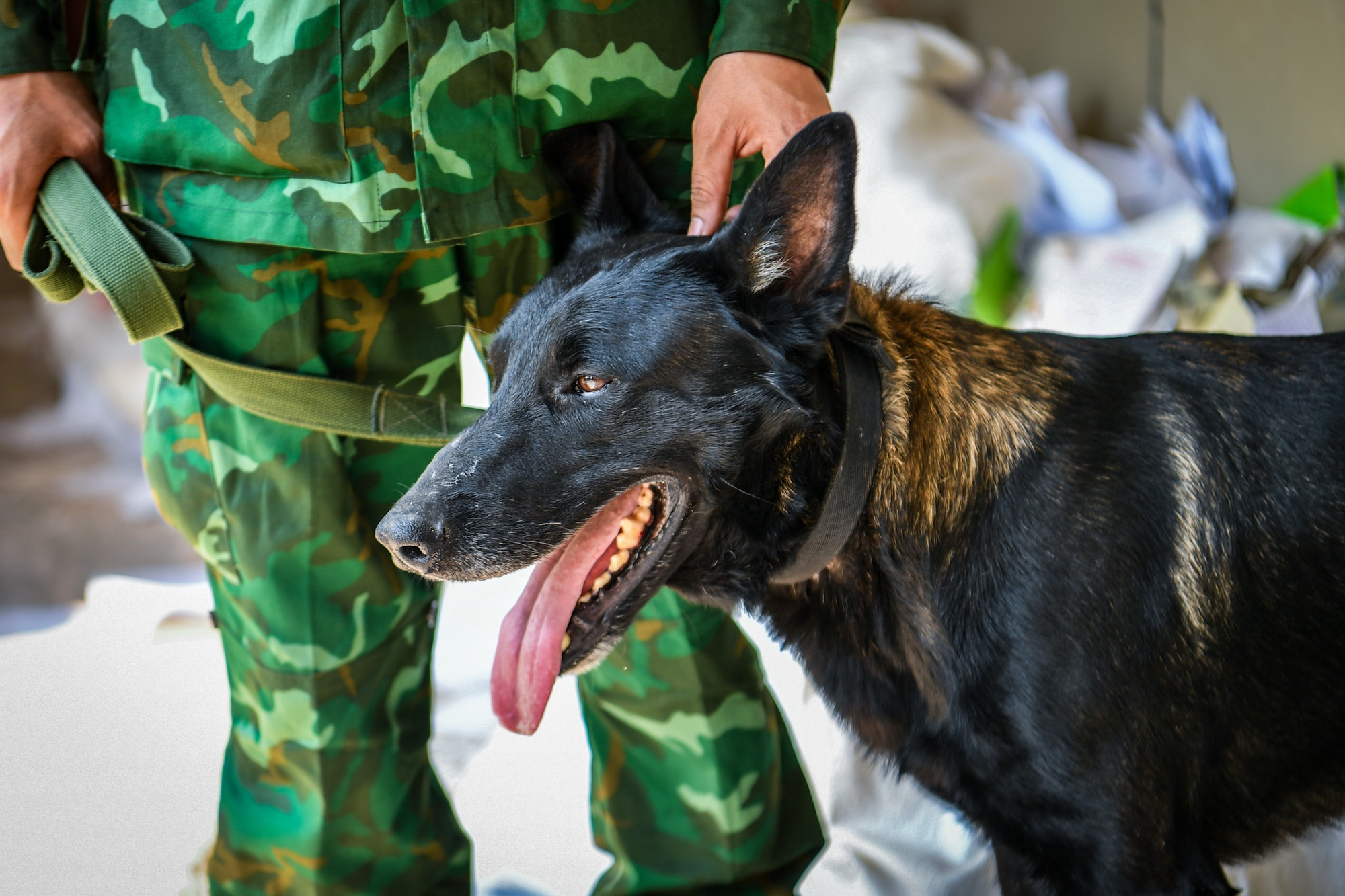 Theo đó, căn cứ trên sơ đồ thiết kế bệnh viện được cung cấp, lực lượng cứu hộ Việt Nam đã đưa 3 chú chó nghiệp vụ tới hiện trường. Qua rà soát, cả 3 đều kêu sủa báo hiệu ở cùng 1 vị trí.