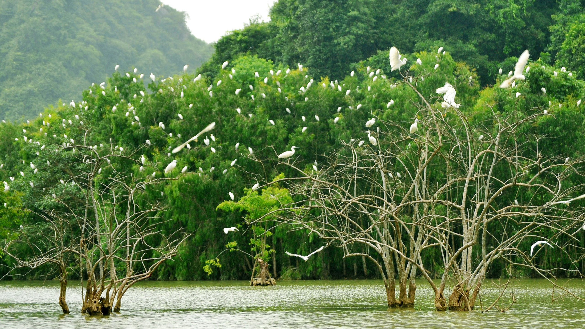 Du khách có thể du ngoạn trên thuyền để ngắm từng đàn cò trắng bay đi kiếm ăn và bay về tổ. (Ảnh: Trường Huy) Du khách có thể du ngoạn trên thuyền để ngắm từng đàn cò trắng bay đi kiếm ăn và bay về tổ. (Ảnh: Trường Huy)