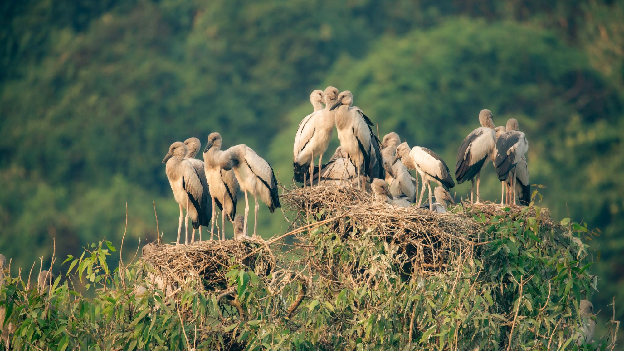 Số lượng các loài động, thực vật ở đây rất lớn kể cả những loài có nguy cơ tuyệt chủng được ghi trong sách đỏ. (Ảnh: Trường Huy) Số lượng các loài động, thực vật ở đây rất lớn kể cả những loài có nguy cơ tuyệt chủng được ghi trong sách đỏ. (Ảnh: Trường Huy)