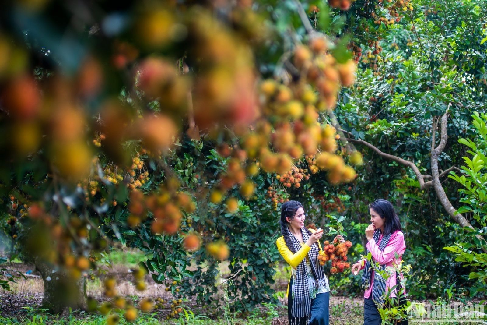 Để thu hút du khách, từ ngày 15 đến hết ngày 23/6, sẽ diễn ra Lễ hội trái cây Long Khánh năm 2023, với nhiều hoạt động đa dạng, trong đó điểm nhấn là “Tuần lễ tôn vinh trái cây và sản phẩm OCOP tỉnh Đồng Nai”.