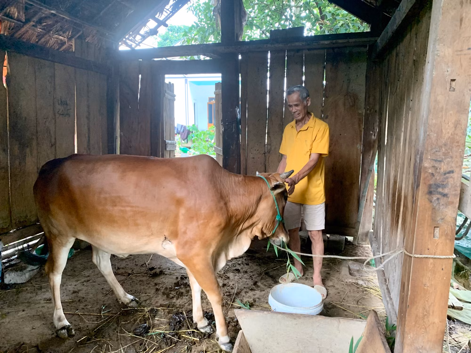 Nhiều hộ nghèo đồng bào dân tộc thiểu số ở huyện Đồng Hỷ được hỗ trợ mua bò để phát triển kinh tế.