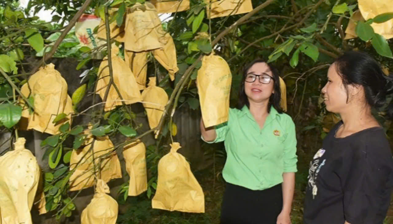 Cây bưởi bảo hiểm xã hội của gia đình chị Lê Thị Thảo ở thôn Ngọc Bội (Hương Trạch). Cây bưởi bảo hiểm xã hội của gia đình chị Lê Thị Thảo ở thôn Ngọc Bội (Hương Trạch).