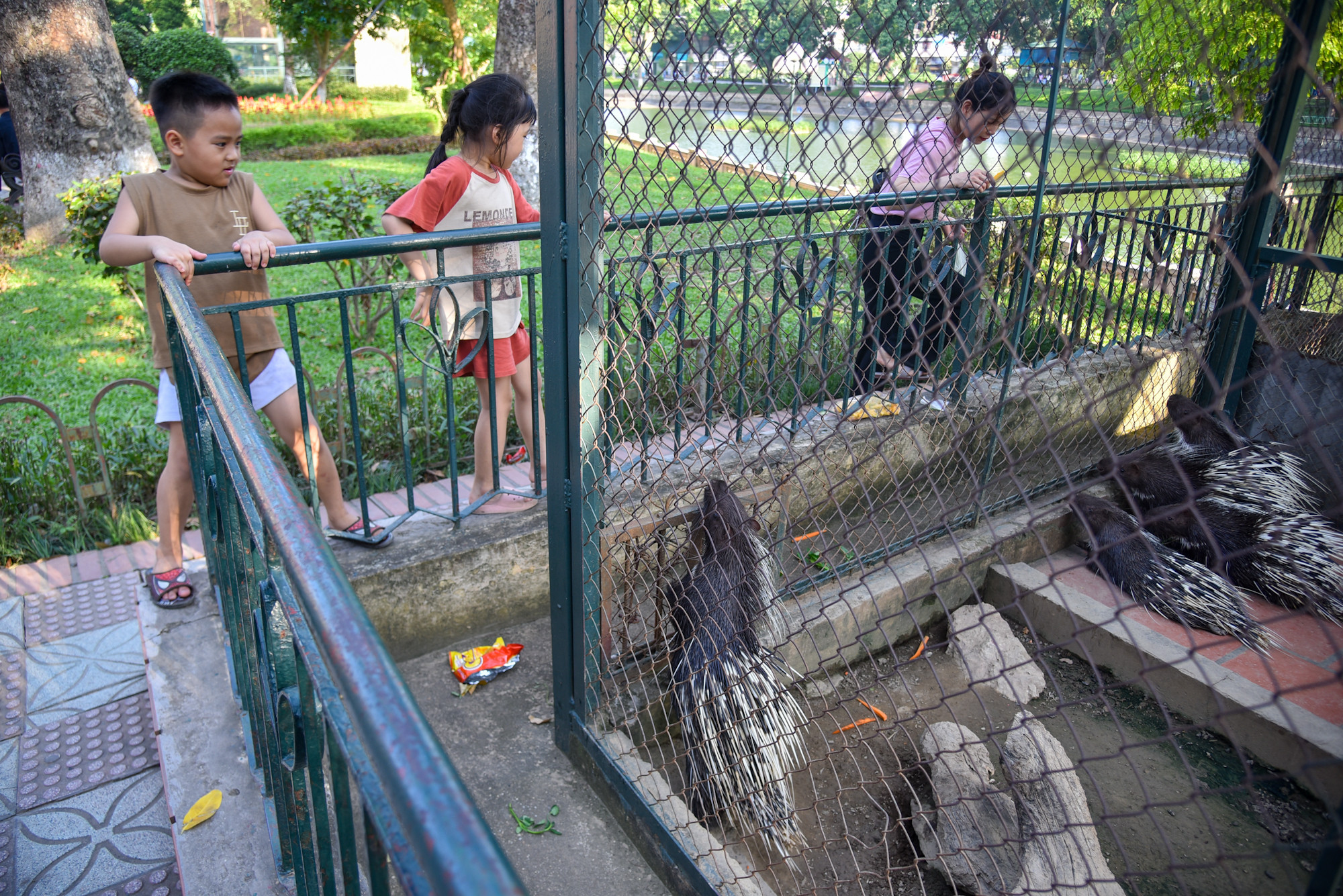 Những cô cậu bé rất thích thú trước bộ lông gai góc của đàn nhím.