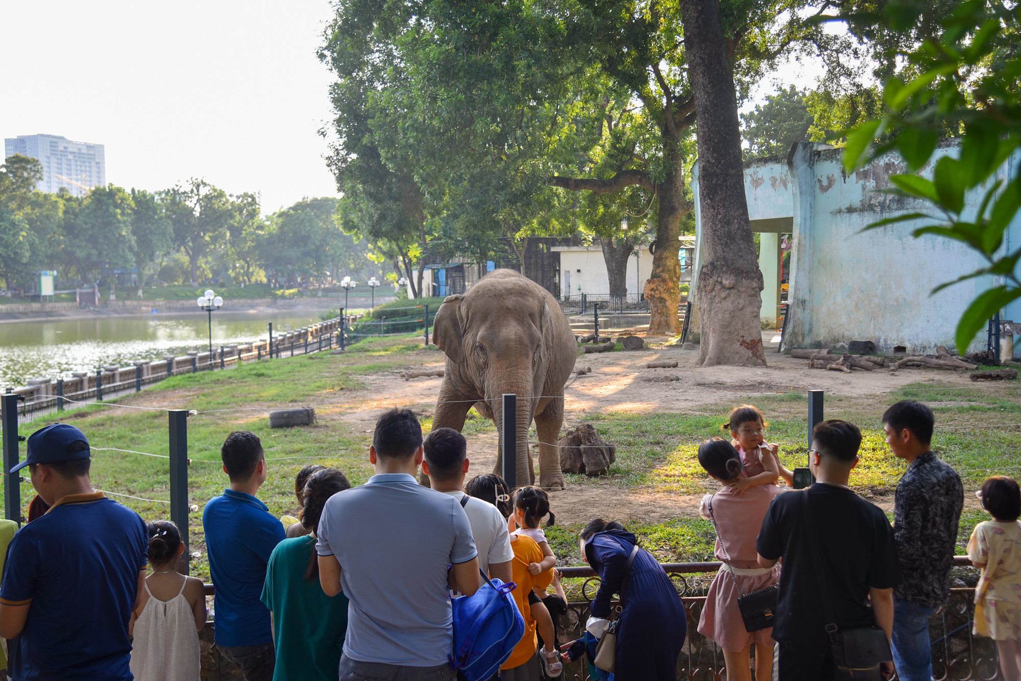 Khu vực chuồng số 50 (chuồng voi) là nơi thu hút đông đảo khách tới đây bởi vào đầu tháng 8 vừa qua, công viên Thủ Lệ đã bỏ xích cho 2 chú voi sau thời gian dài.