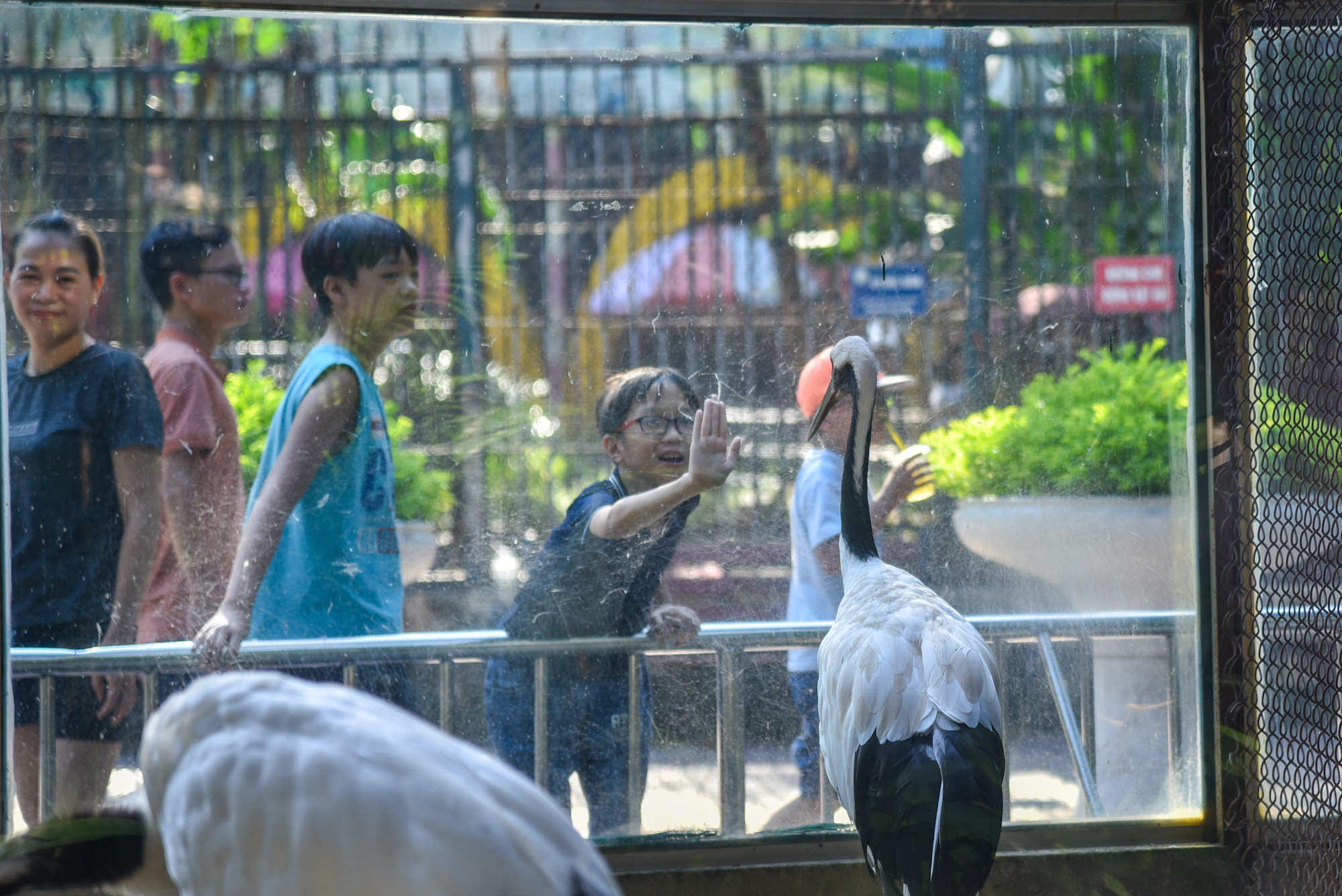 Một cậu bé vui vẻ và ngạc nhiên khi lần đầu được thấy những chú Sếu Nhật Bản.