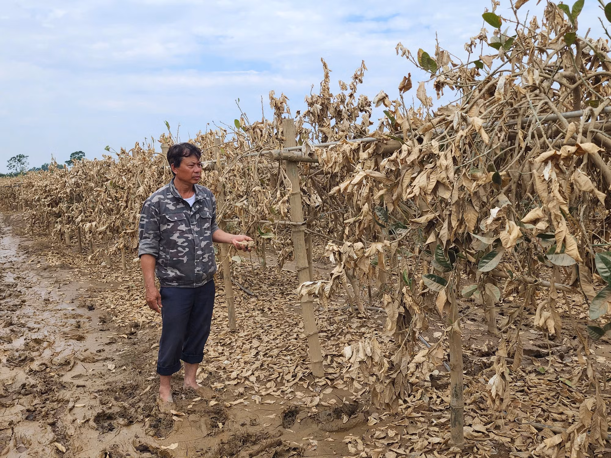 Ông Nguyễn Quang Khải thất thần nhìn 2ha vườn phật thủ đã bị lũ tàn phá, thiệt hại...