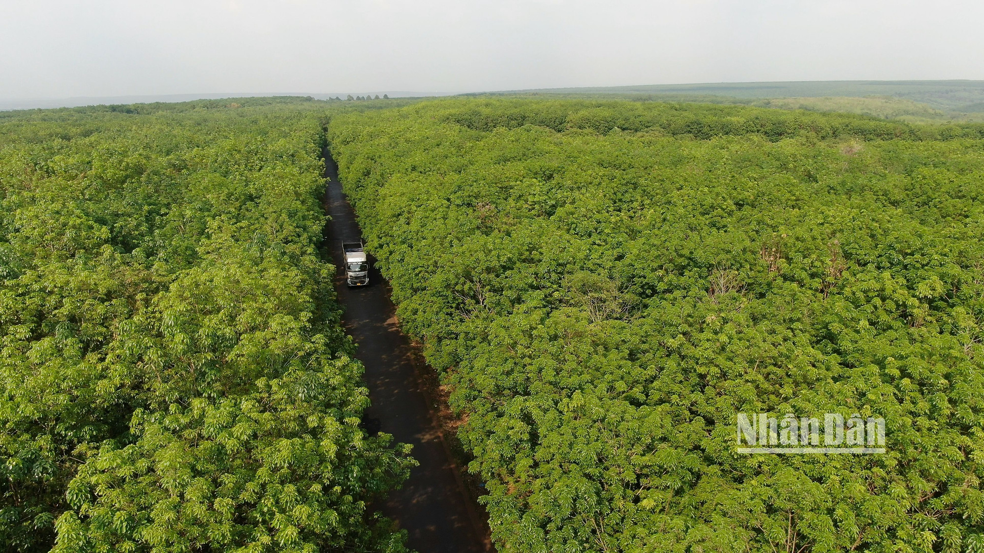 Bạt ngàn cao-su trên đất Bình Phước.