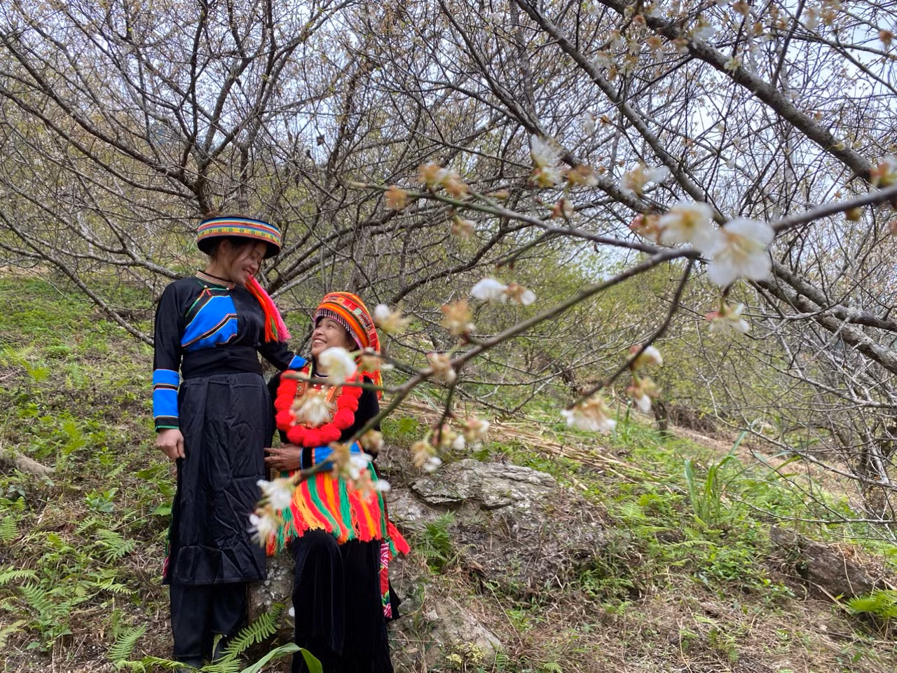 Vùng trồng mơ của Chợ Mới đang dần kết hợp thêm làm du lịch sinh thái. (Ảnh: BÍCH HUYỀN)