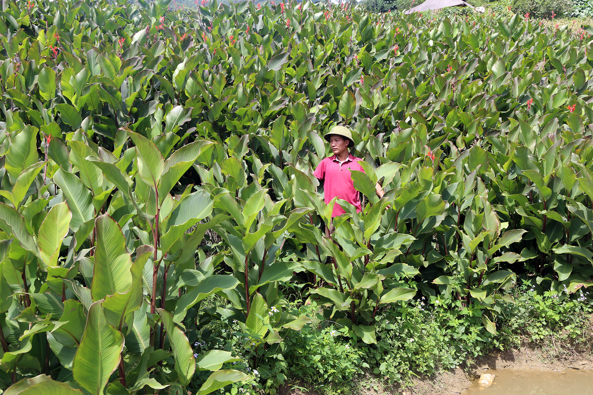 Vùng trồng dong riềng tại huyện Na Rì. (Ảnh: TÙNG VÂN)