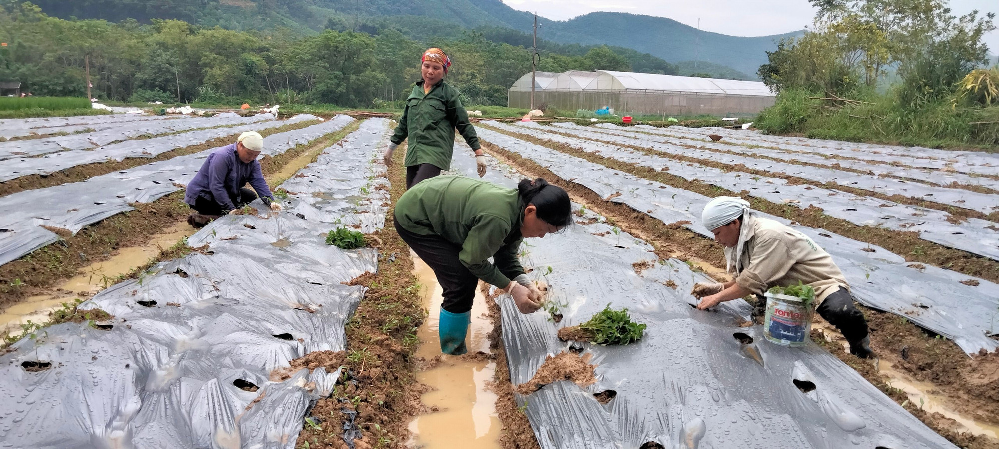 Người dân xã Như Cố trồng cây ớt chỉ thiên trên đất ruộng. (Ảnh: NGỌC TÚ) Người dân xã Như Cố trồng cây ớt chỉ thiên trên đất ruộng. (Ảnh: NGỌC TÚ)