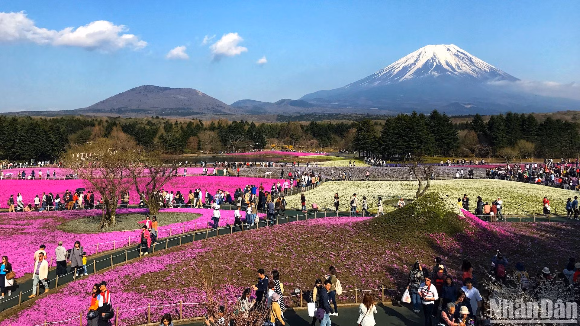 Với vẻ đẹp ngoạn mục trong tiết xuân ấm áp, Lễ hội hoa chi anh thu hút hàng chục nghìn du khách mỗi năm.