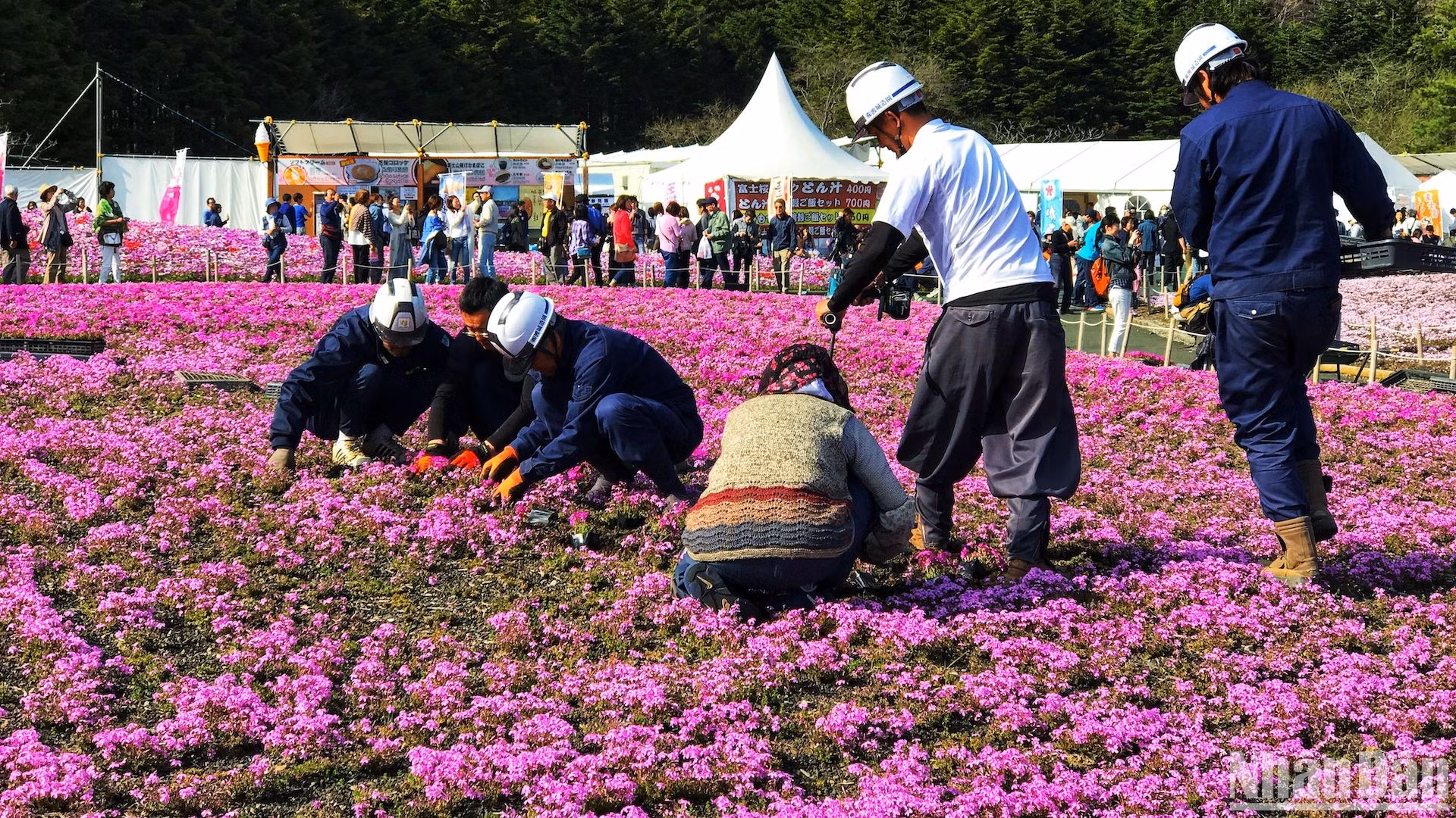 Trong thời gian lễ hội, các công nhân phụ trách sẽ liên tục kiểm tra và chăm sóc để thảm hoa sạch sẽ và tươi tốt.