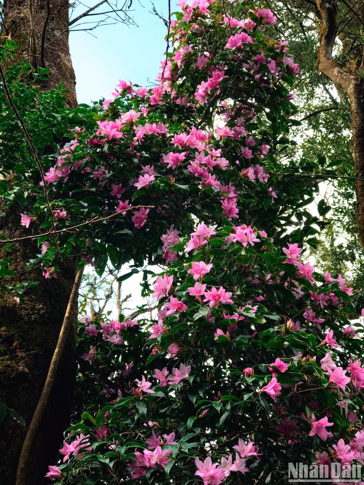 Chiêm ngưỡng đỗ quyên đầu mùa nơi núi rừng Tây Bắc ảnh 6