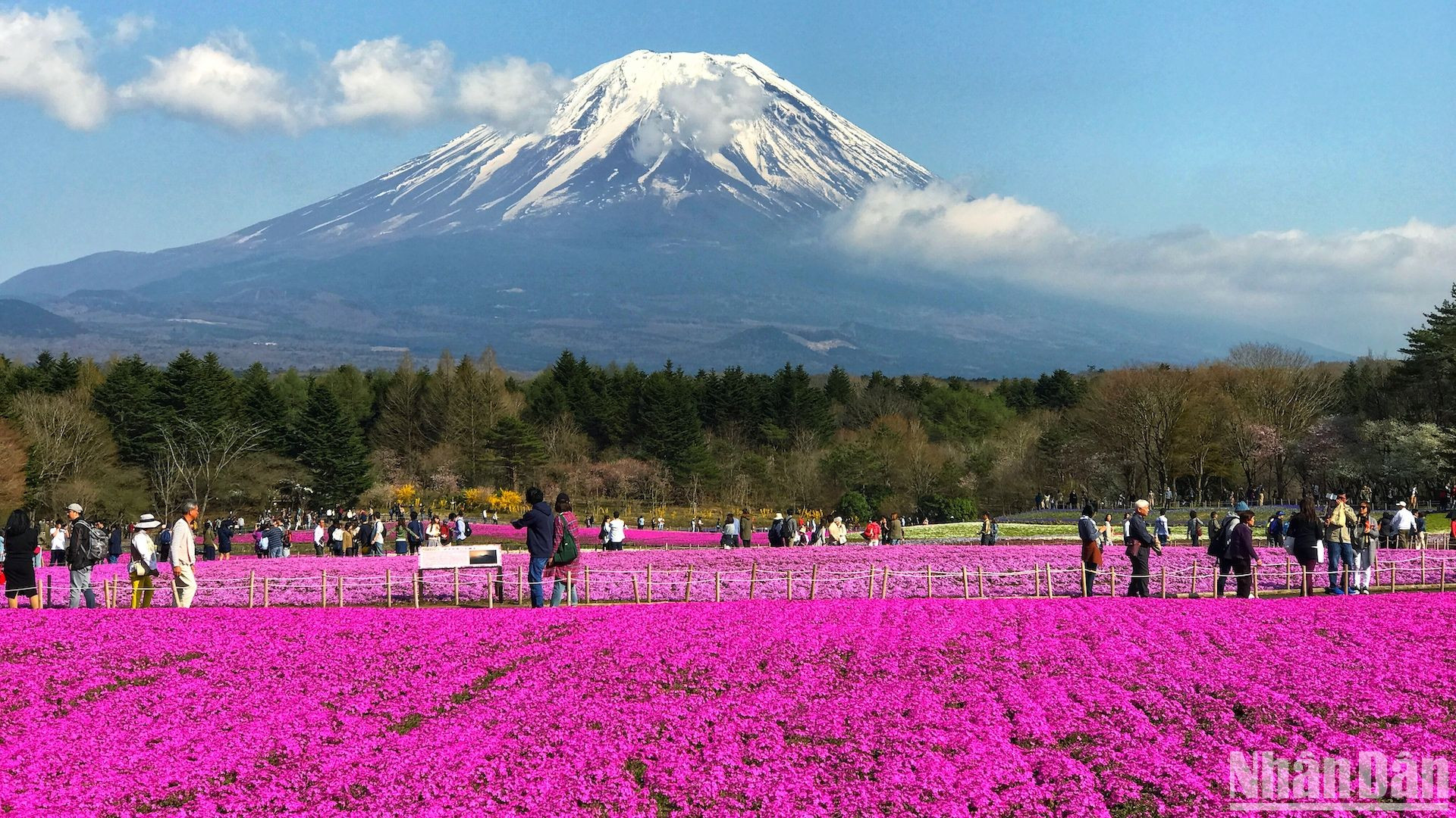 Cuối xuân đầu hạ, khi mùa anh đào đã qua, mùa hoa chi anh lại tới và trở thành "thỏi nam châm" hút khách ở xứ Phù Tang.