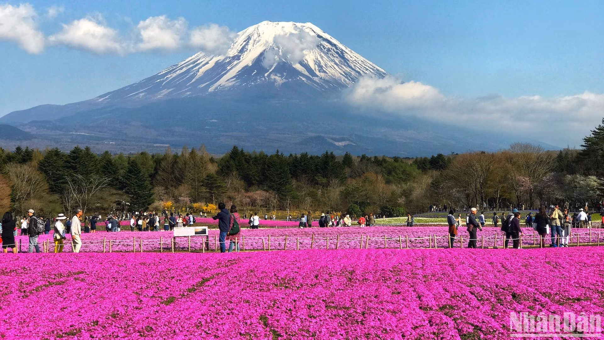Cuối xuân đầu hạ, khi mùa anh đào đã qua, mùa hoa chi anh lại tới và trở thành "thỏi nam châm" hút khách ở xứ Phù Tang.