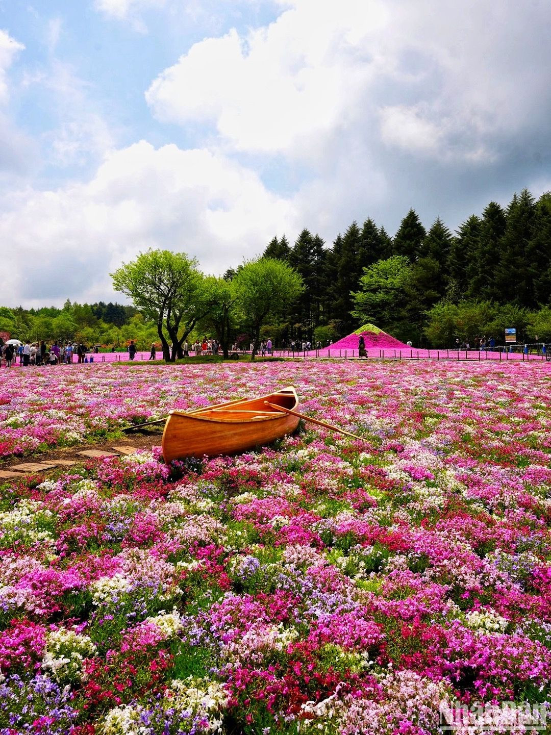 Chiêm ngưỡng thảm hoa rực rỡ dưới chân núi Phú Sĩ ảnh 6