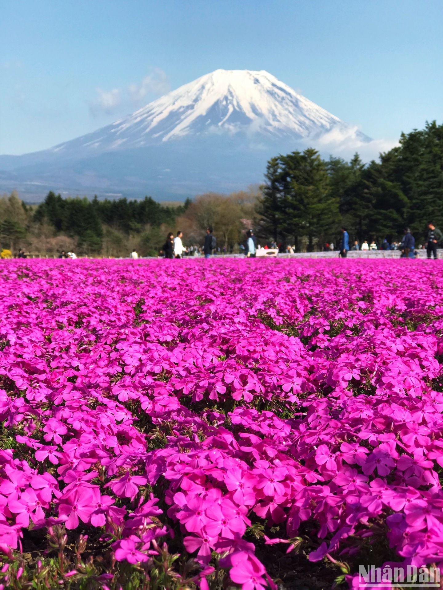 Sự tương phản đẹp đẽ của thảm hoa nhuộm hồng mặt đất với núi Phú Sĩ (Fuji) sừng sững phủ đầy tuyết trắng.