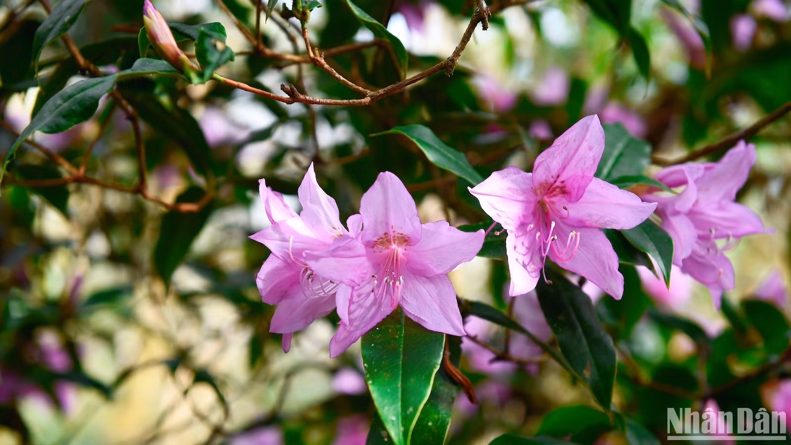 Hoa đỗ quyên hồng tím lung linh...
