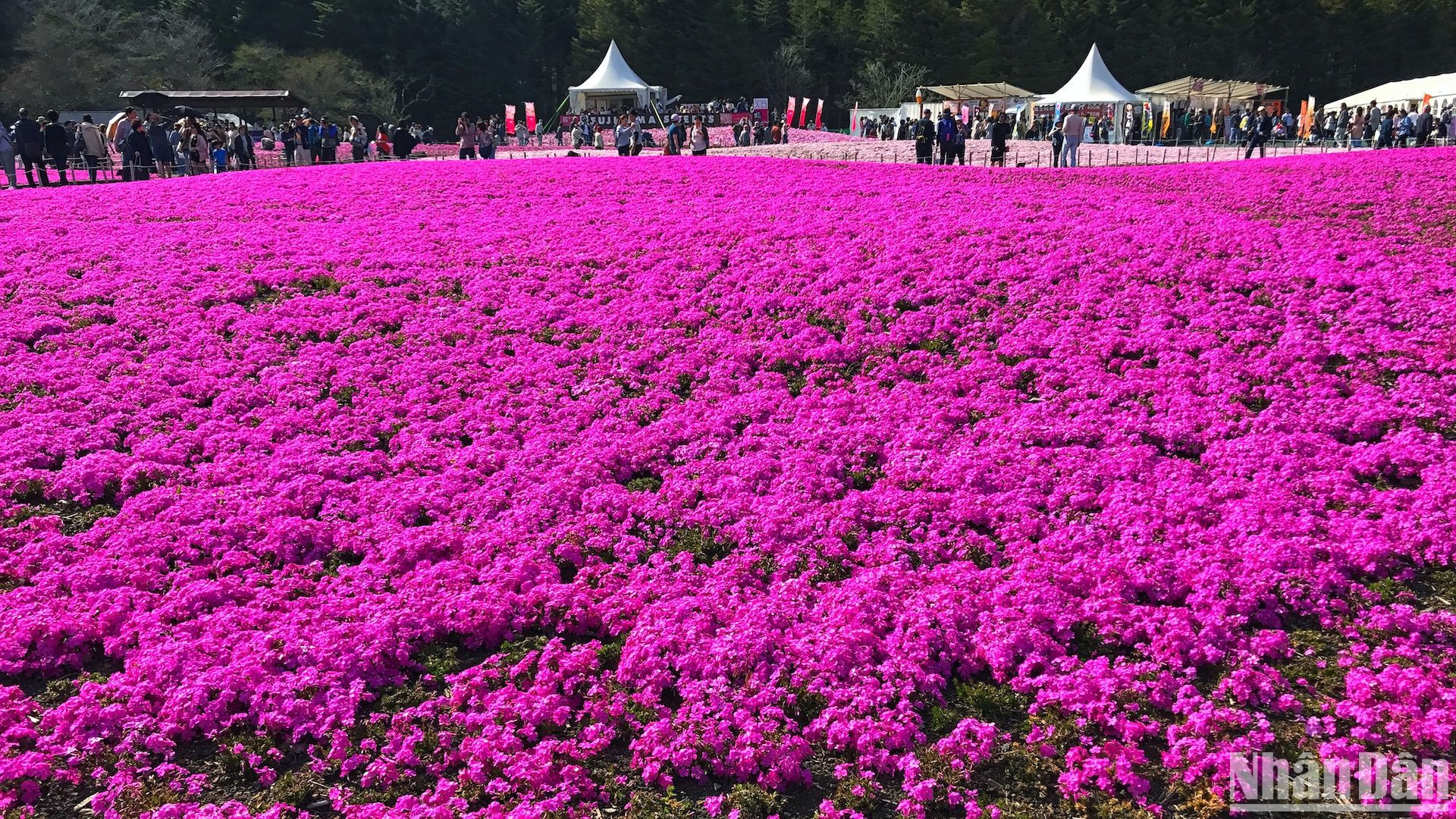 Du lịch theo các mùa hoa là một xu hướng được yêu thích khắp thế giới và Nhật Bản là một trong số các quốc gia tận dụng rất tốt lợi thế này.