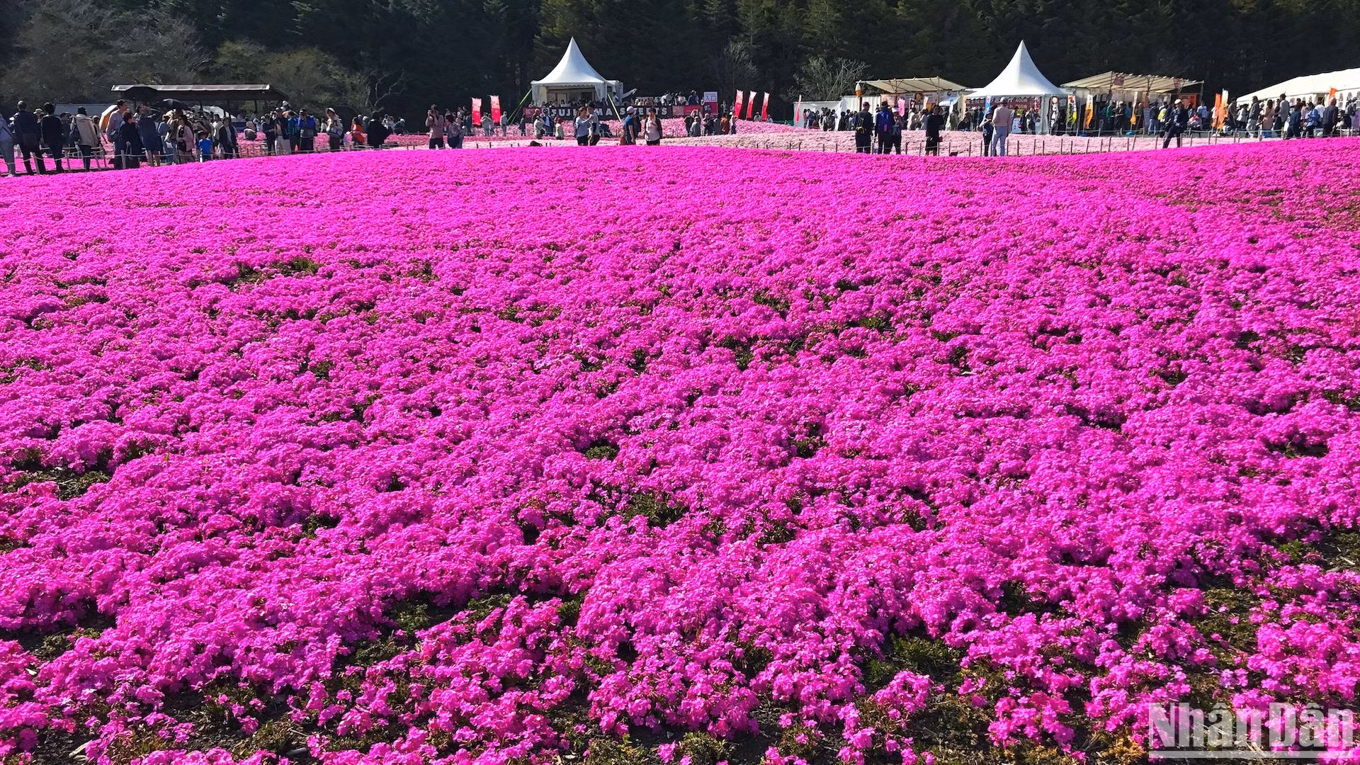 Du lịch theo các mùa hoa là một xu hướng được yêu thích khắp thế giới và Nhật Bản là một trong số các quốc gia tận dụng rất tốt lợi thế này.