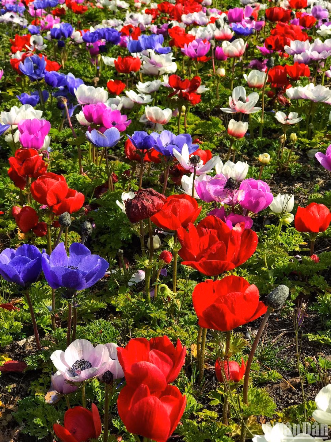 Chiêm ngưỡng thảm hoa rực rỡ dưới chân núi Phú Sĩ ảnh 7