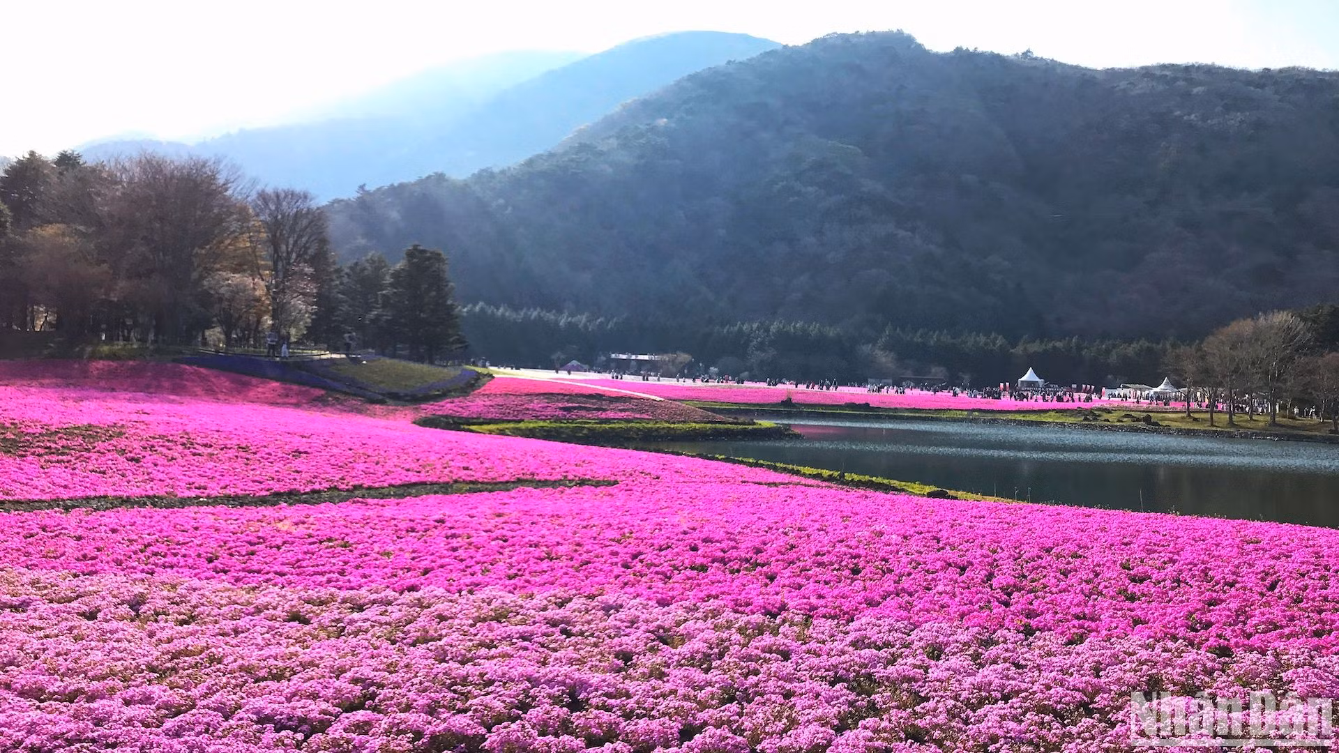Lễ hội Fuji Shibazakura được tổ chức tại khu vực Phú Sĩ Ngũ Hồ và nằm gần hồ Motosuko nhất.