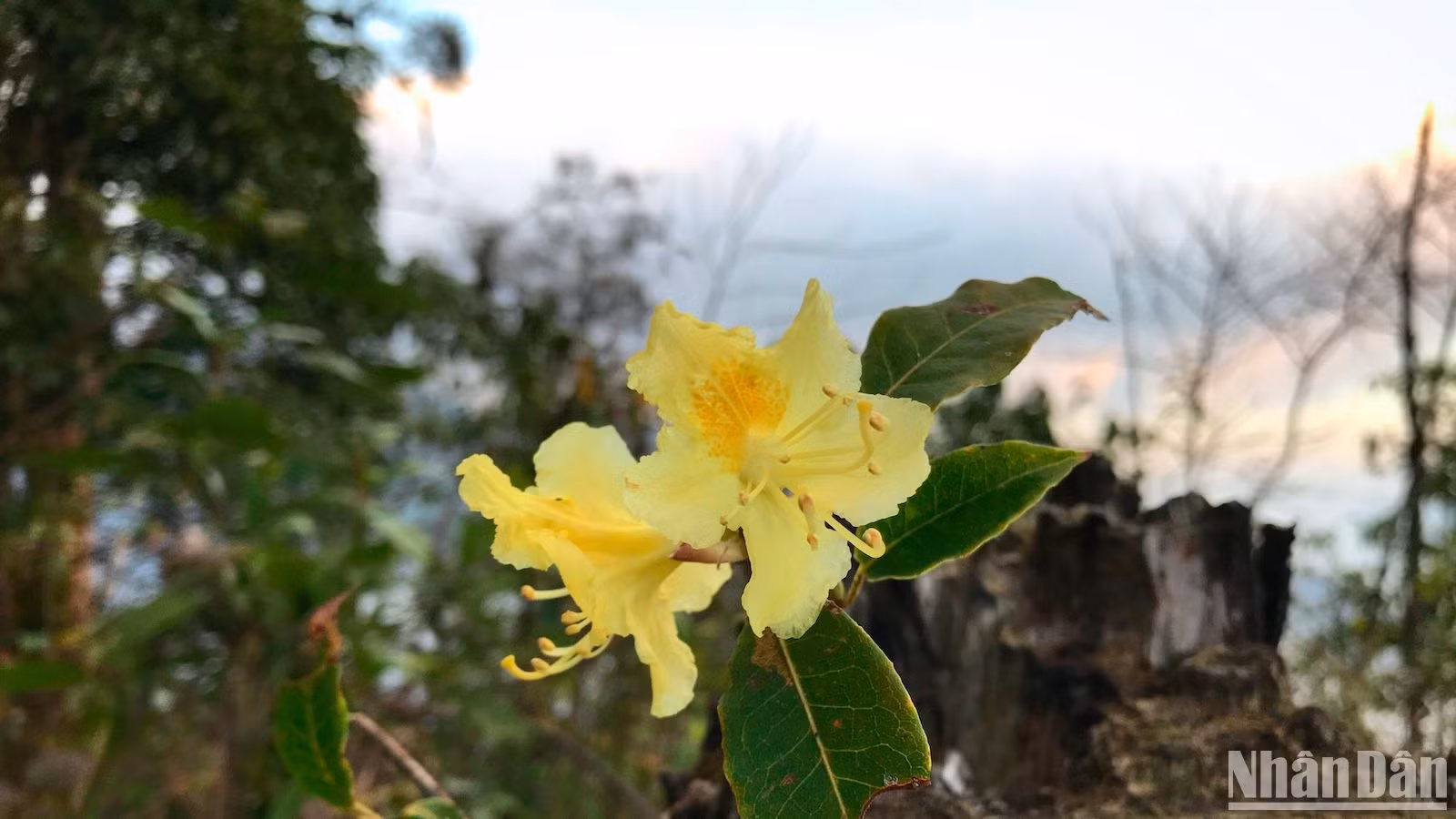 ... và đỗ quyên vàng dịu dàng trên núi cao.