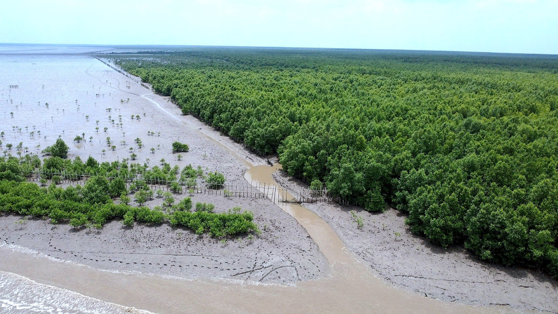 Đai rừng phòng hộ ở phía Tây Bãi Bồi xã Đất Mũi được gần 3 năm tuổi phát triển tốt, đang lấn dần về phía biển.
