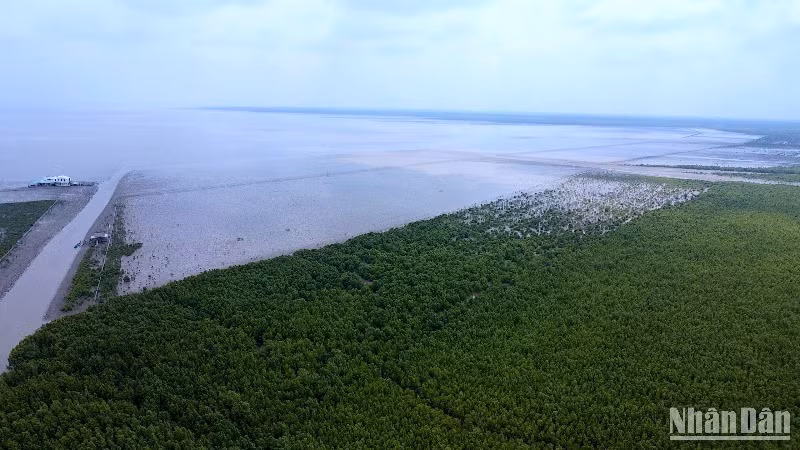 Bãi Bồi ven biển xã Đất Mũi có thêm nhiều đai rừng phòng hộ từ dự án hỗ trợ của Trung ương. 