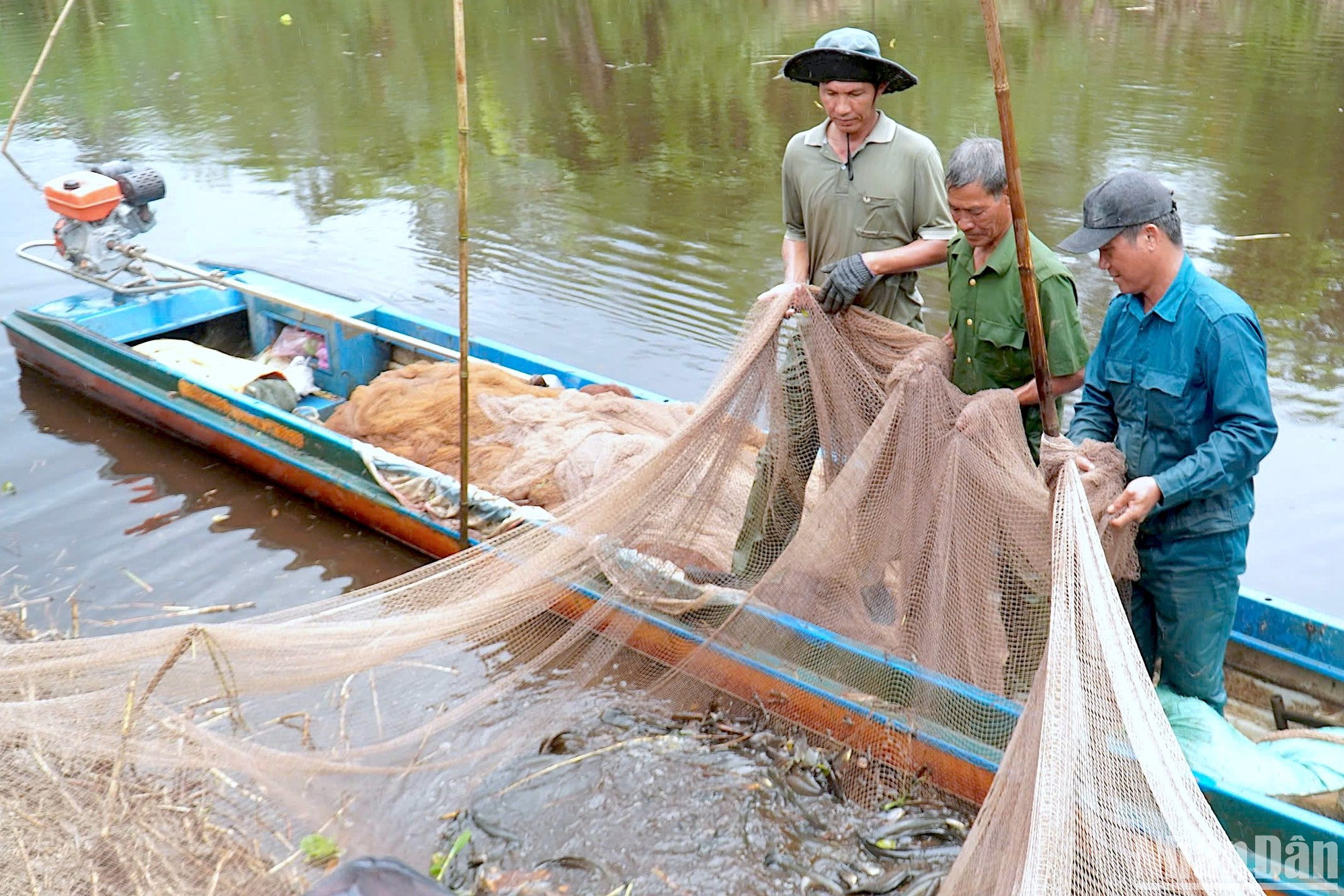 Dùng lưới chụp đìa bắt cá ở U Minh hạ.
