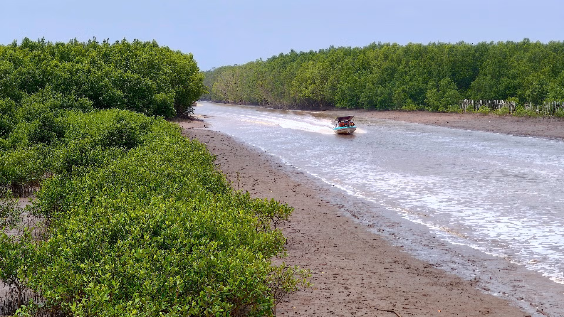 Hàng trăm hecta rừng phòng hộ ở phía Tây Bãi Bồi xã Đất Mũi (huyện Ngọc Hiển, tỉnh Cà Mau) được phục hồi, phát triển xanh tốt.