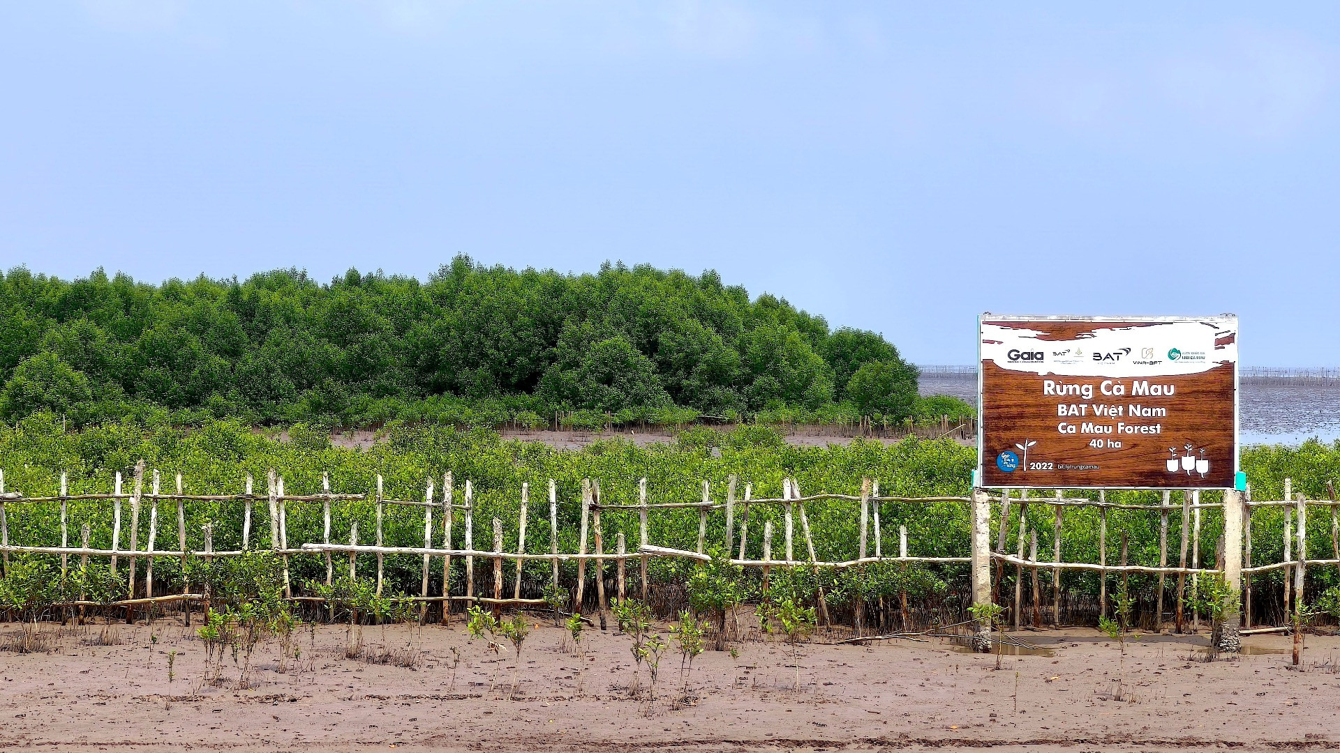 Các dự án trồng rừng ven biển Cà Mau phát huy hiệu quả, giảm thiểu sạt lở và bảo vệ đất đai vùng ven biển của Tổ quốc.