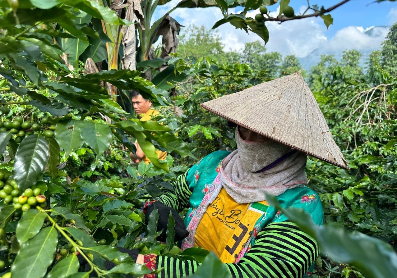 Điện Biên chủ trương duy trì diện tích cà-phê hiện có tại huyện Mường Ảng, để thu hút nhà đầu tư chế biến nâng cao chất lượng.