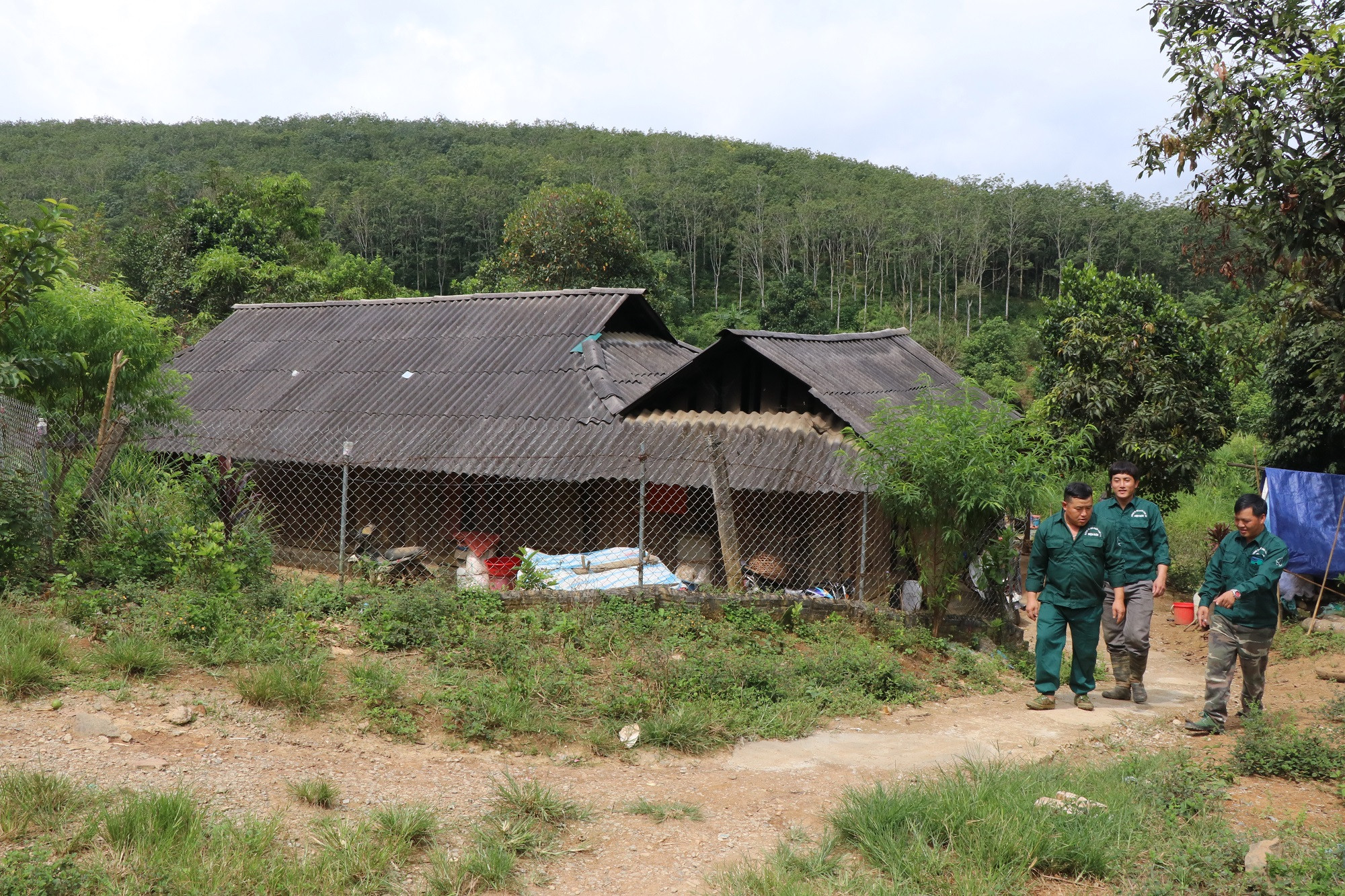 Hơn chục năm qua, các công nhân Giàng A Sì, Vừ A Cú, Giàng A Dế đã nỗ lực vượt qua khó khăn, đồng hành với công ty để xây dựng vườn cây. Hơn chục năm qua, các công nhân Giàng A Sì, Vừ A Cú, Giàng A Dế đã nỗ lực vượt qua khó khăn, đồng hành với công ty để xây dựng vườn cây.