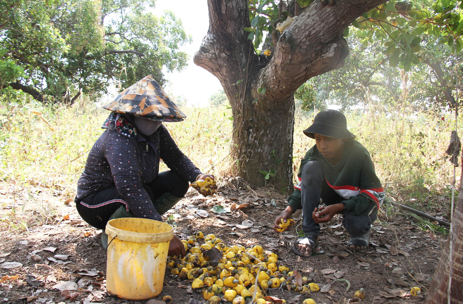 Chị Pupu Thị Hạnh ở thôn Bạc Rây 2 trồng hơn 1.000 cây điều theo hướng hữu cơ trên 2,5ha đất sườn đồi, năng suất hạt điều tăng lên gần 7 tạ/ha/năm.