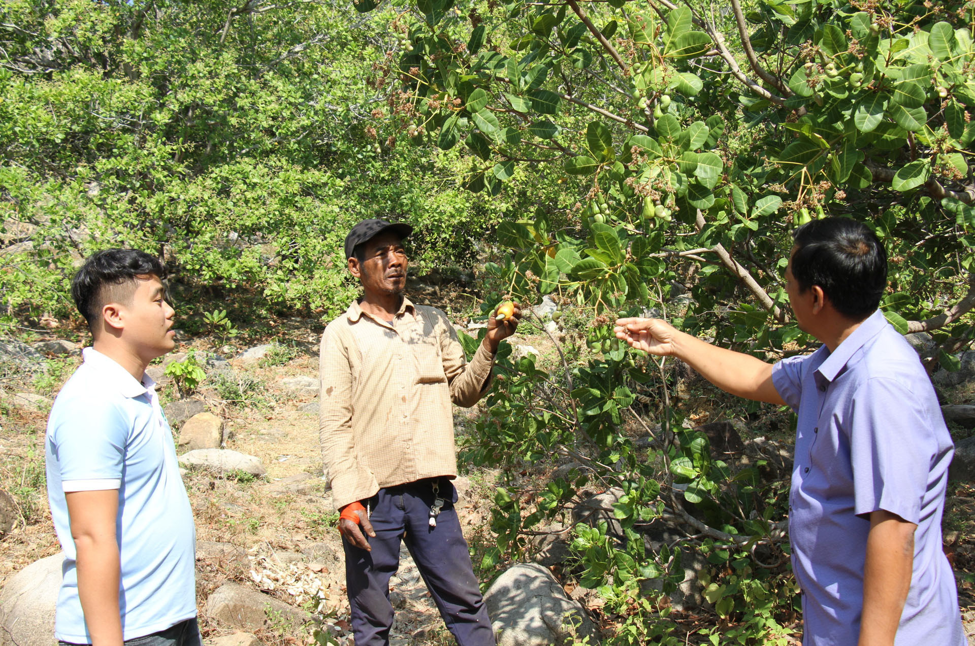 Cán bộ kỹ thuật của Hợp tác xã Điều hữu cơ TrueCoop, hướng dẫn nông dân phương pháp chăm sóc cây điều theo hướng sản xuất hữu cơ.