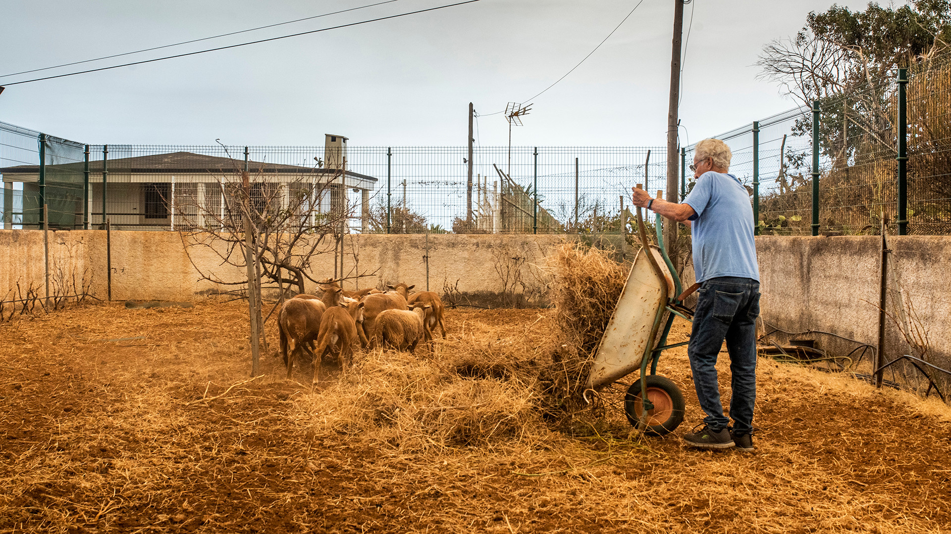 Antonio, sống tại thị trấn El Rosario đang cố gắng đưa đàn cừu của mình đến khu vực an toàn khi chúng đang ở trong một trang trại gần đám cháy. (Ảnh: El País)