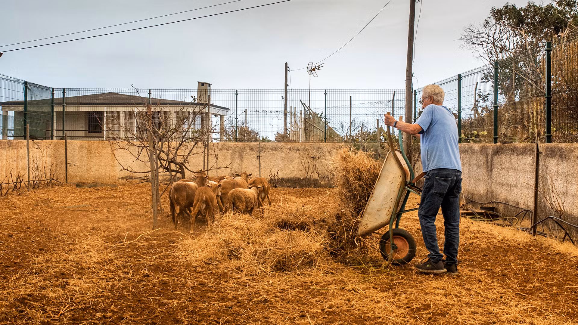 Antonio, sống tại thị trấn El Rosario đang cố gắng đưa đàn cừu của mình đến khu vực an toàn khi chúng đang ở trong một trang trại gần đám cháy. (Ảnh: El País)