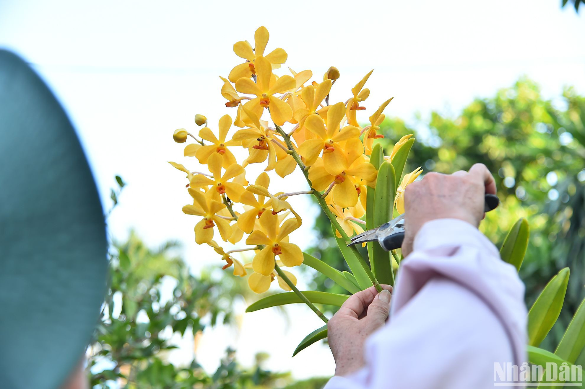 Bà Thủy cho biết: “Được tập huấn để học công nghệ, hiện nay, tôi đã có thể tự thực hiện quy trình nhân nuôi vi sinh bản địa IMO tại nhà. Trong tương lai, nông dân Bạch Đằng sẽ đưa các ứng dụng của IMO vào sản xuất trái cây hữu cơ với chi phí thấp, đáp ứng yêu cầu trong sản xuất hướng tới mục tiêu nâng cao hiệu quả kinh tế cho nhà vườn ở cù lao”.