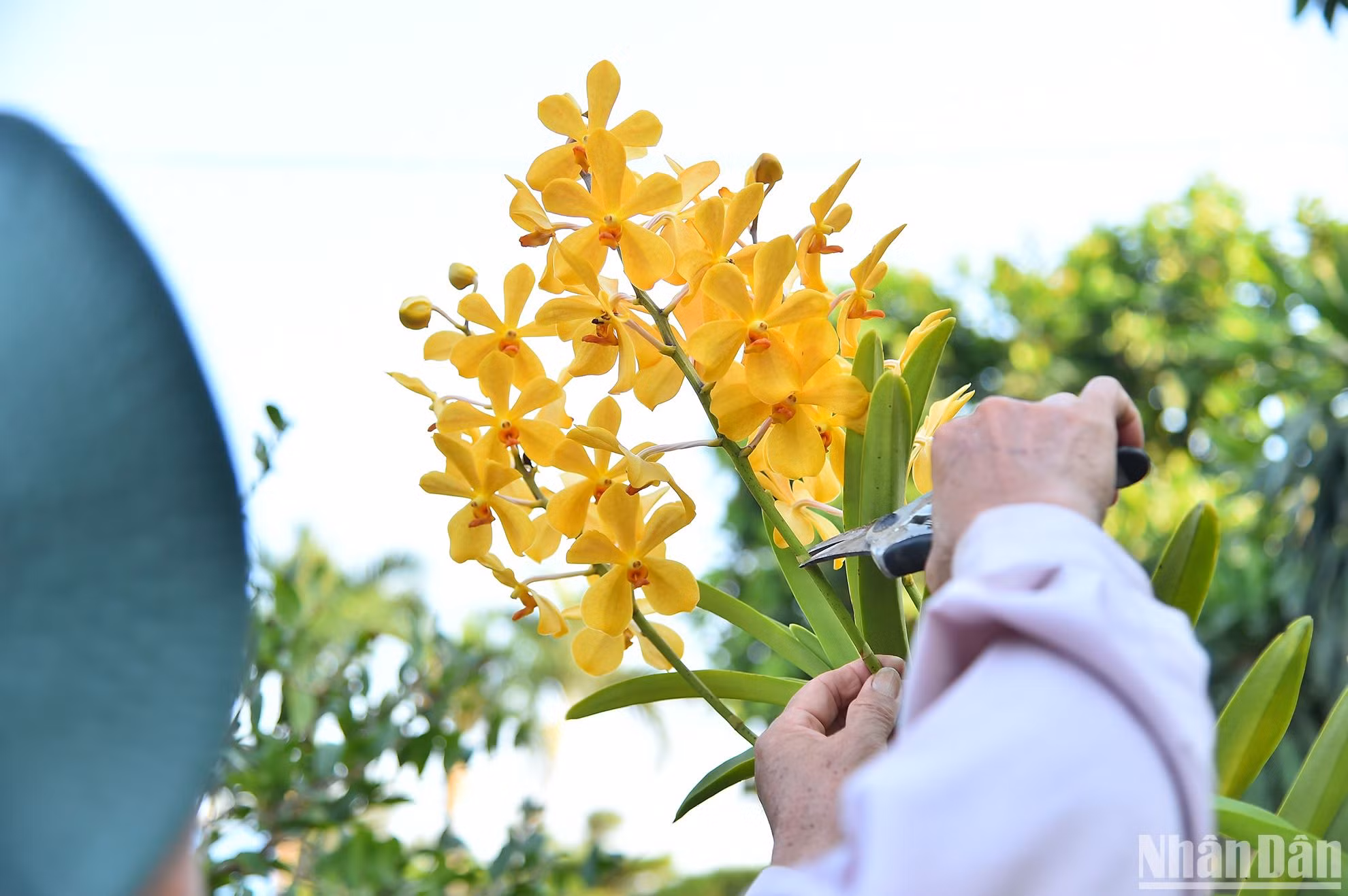 Bà Thủy cho biết: “Được tập huấn để học công nghệ, hiện nay, tôi đã có thể tự thực hiện quy trình nhân nuôi vi sinh bản địa IMO tại nhà. Trong tương lai, nông dân Bạch Đằng sẽ đưa các ứng dụng của IMO vào sản xuất trái cây hữu cơ với chi phí thấp, đáp ứng yêu cầu trong sản xuất hướng tới mục tiêu nâng cao hiệu quả kinh tế cho nhà vườn ở cù lao”.