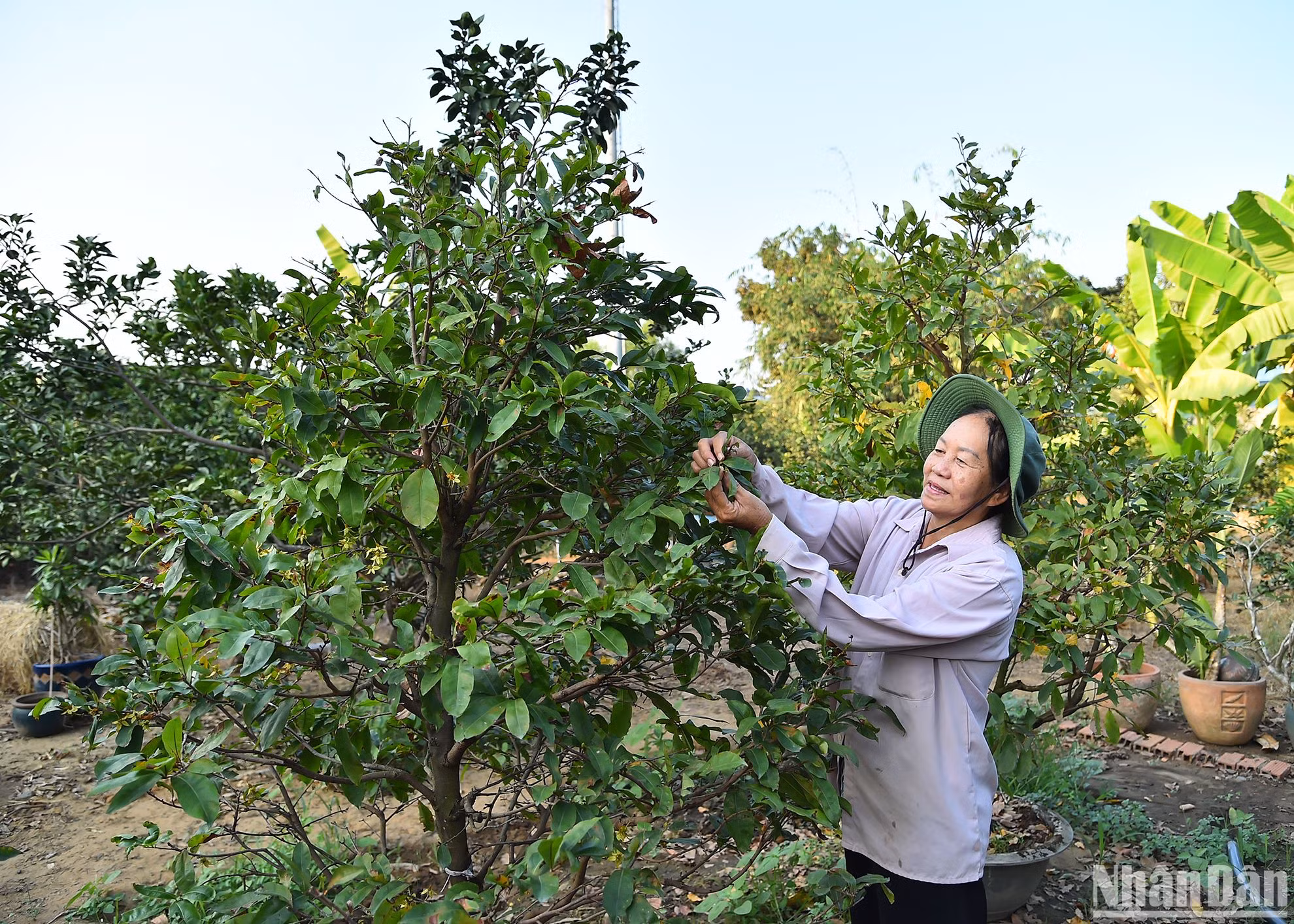Hộ nhà bà Hồ Thị Thuỷ (ấp Điều Hòa) có nghề trồng bưởi truyền thống cùng các loại cây ăn trái, cây cảnh… hiện đã áp dụng công nghệ IMO hữu cơ trồng trọt, cho năng suất và lợi nhuận tăng đáng kể.