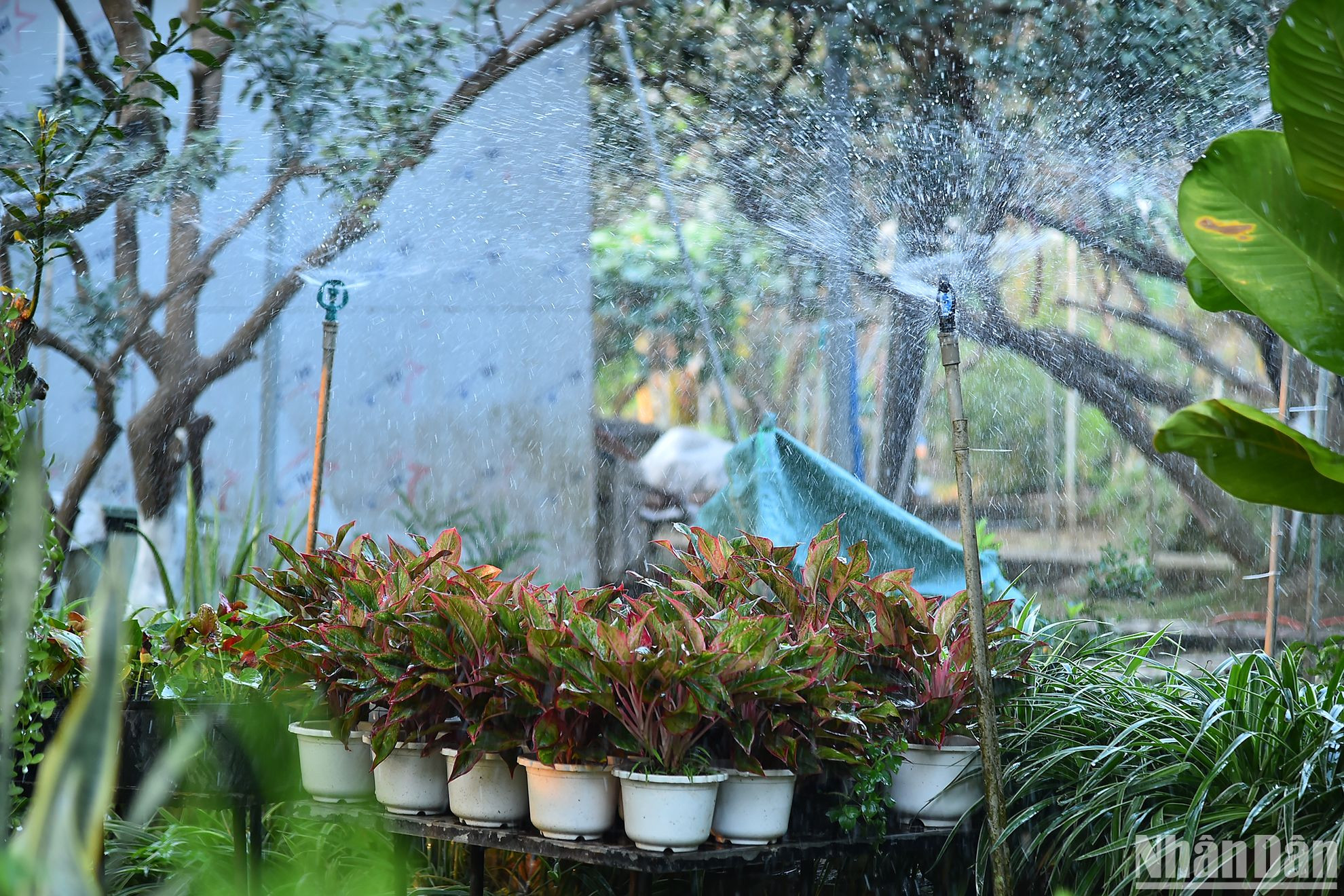 Người dân nơi đây hiện đã áp dụng công nghệ tưới tự động có thể tự điều chỉnh thời gian, lượng nước tưới phù hợp trong sản xuất, chăm sóc các vườn cây. Người nông dân Bạch Đằng đang cố gắng đưa xã hội nông thôn quanh ruộng vườn đi lên bằng công nghệ, từ đó nâng cao trình độ cơ giới hoá sản xuất để trở thành những cư dân thông minh.